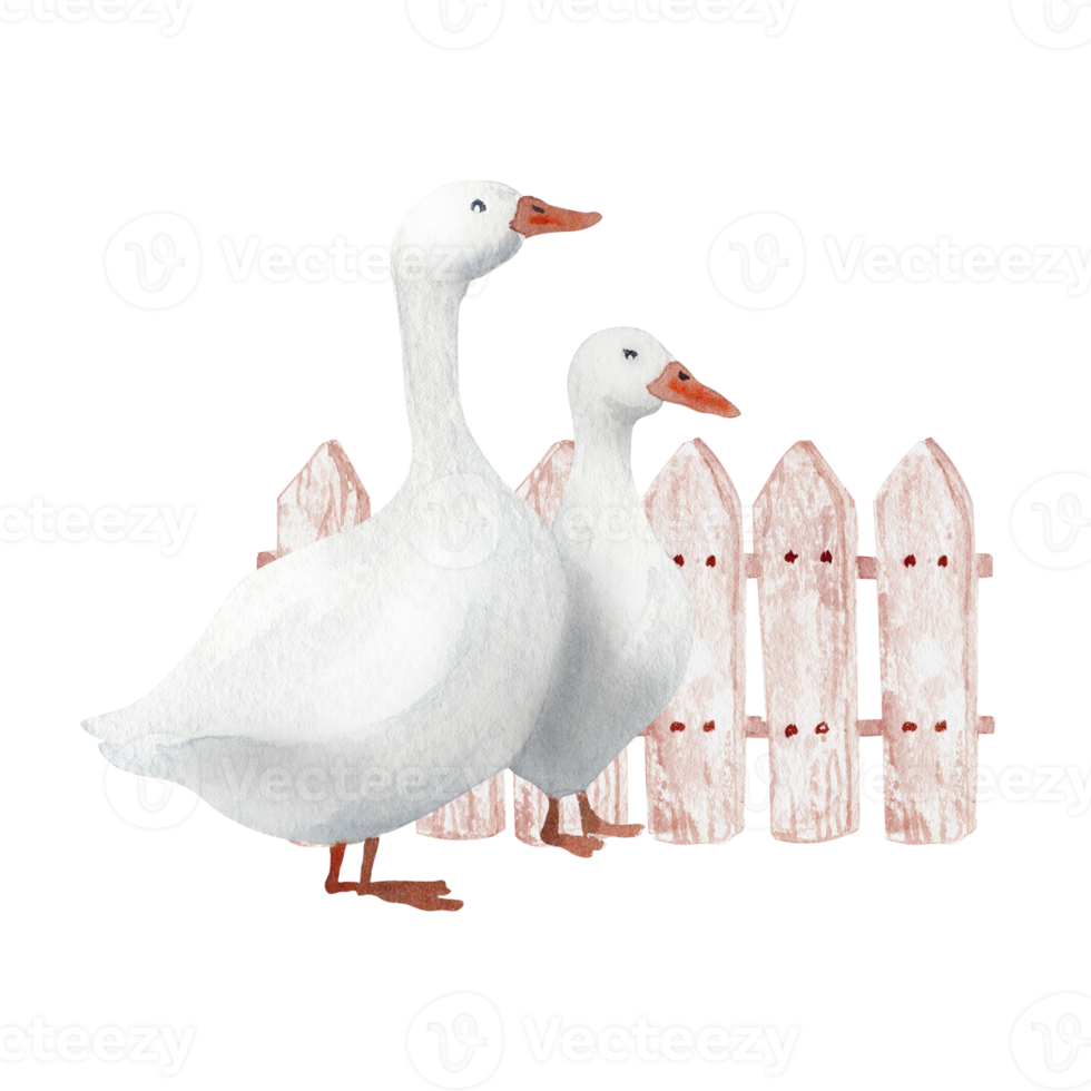 Watercolor farm goose png
