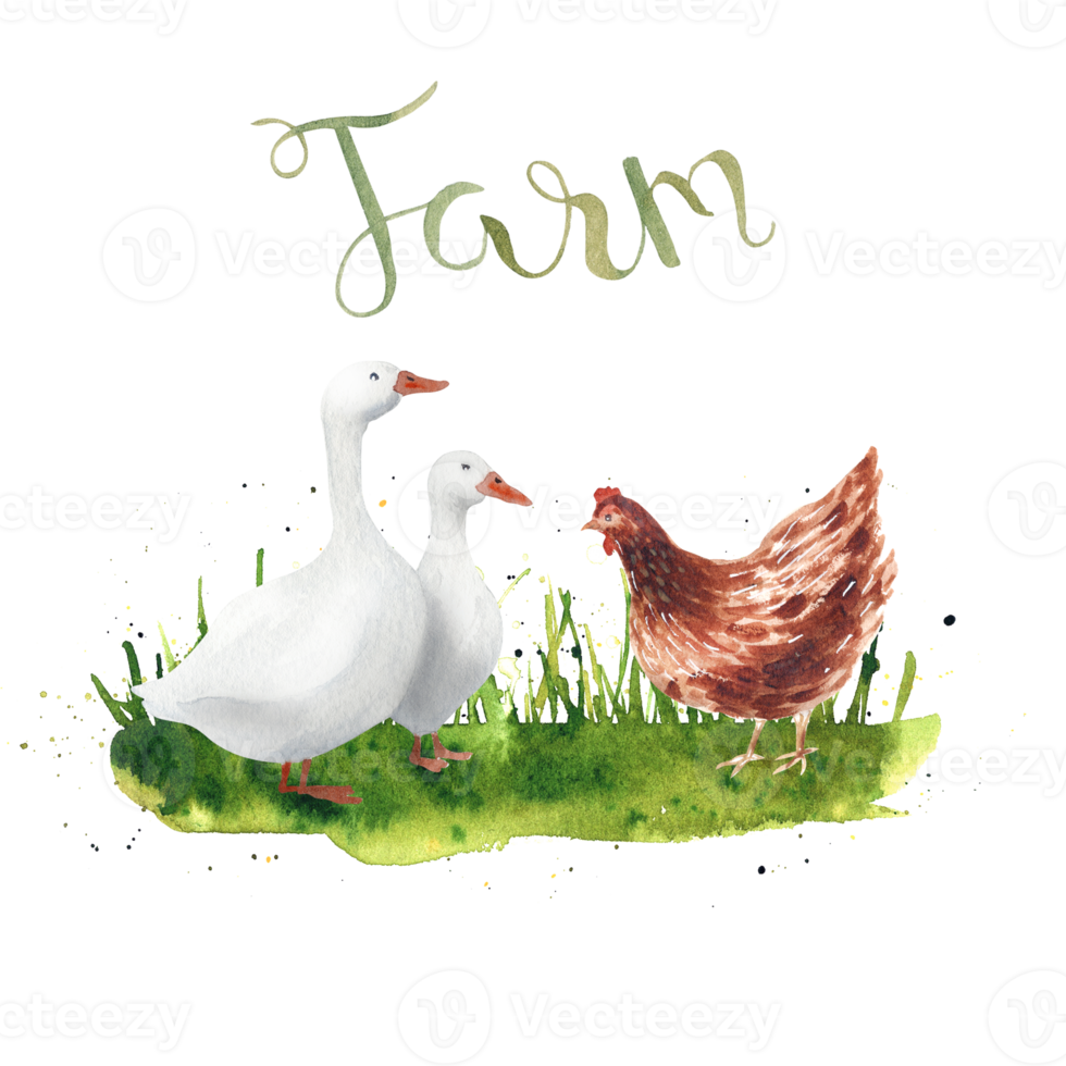 Watercolor farm goose and hen png