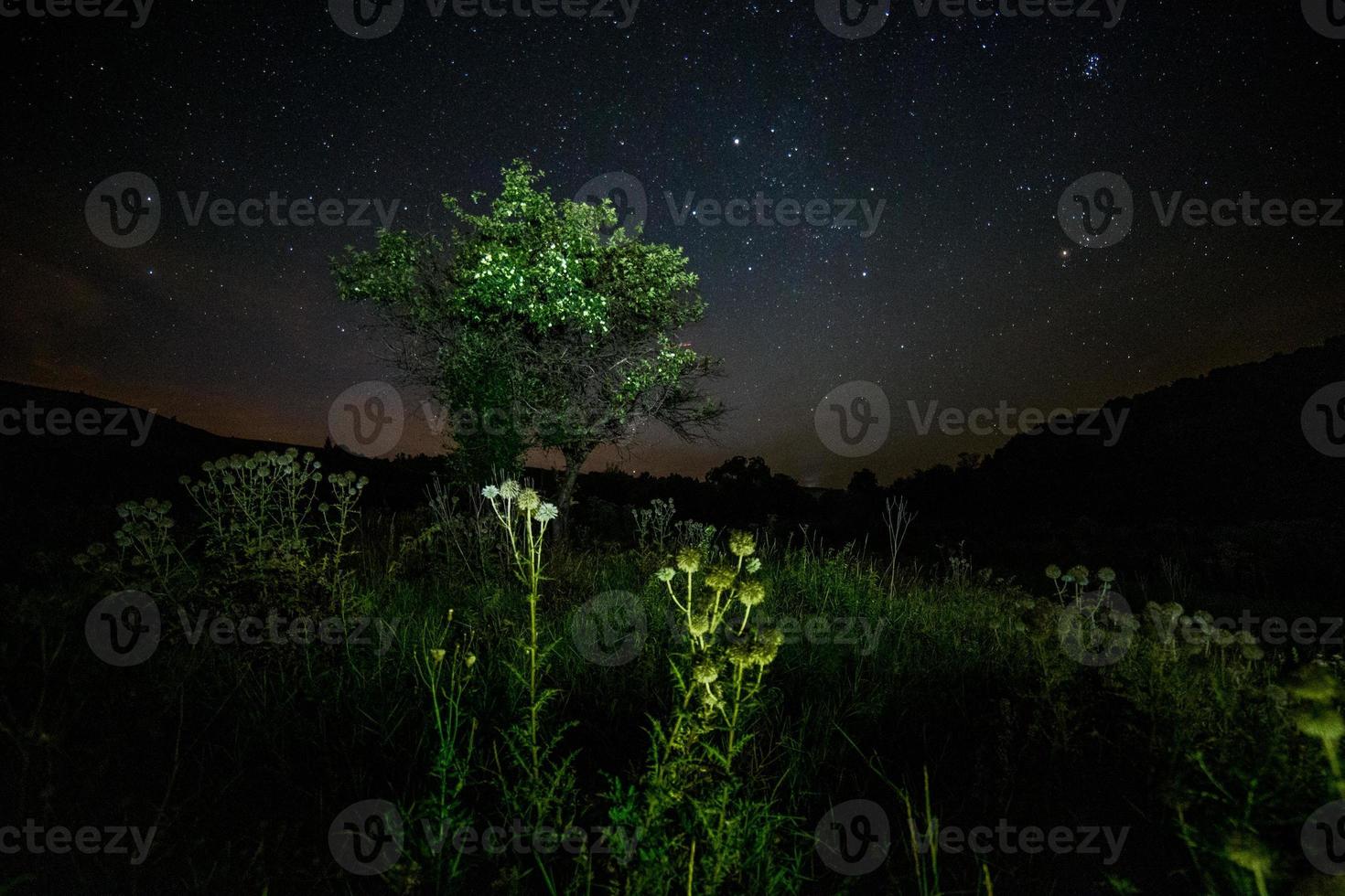 thistle spike balls and small tree on starry summer night night background photo