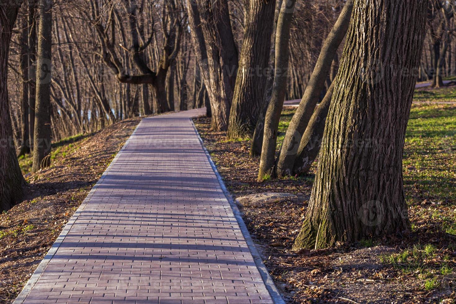 early spring pathway in park photo