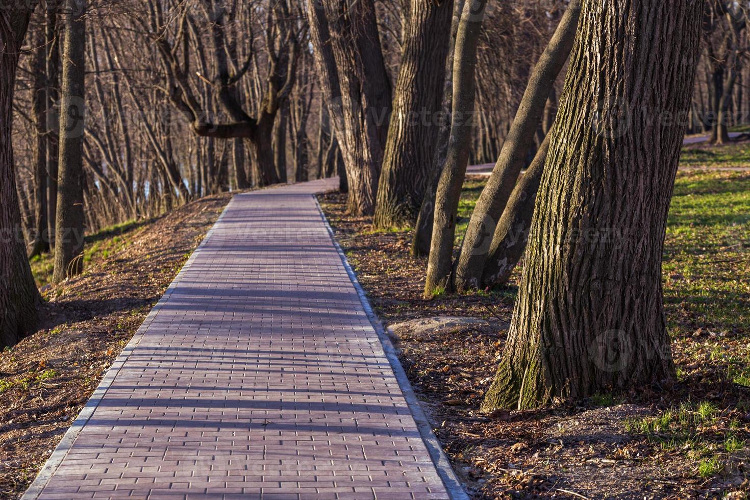 camino de principios de primavera en el parque foto