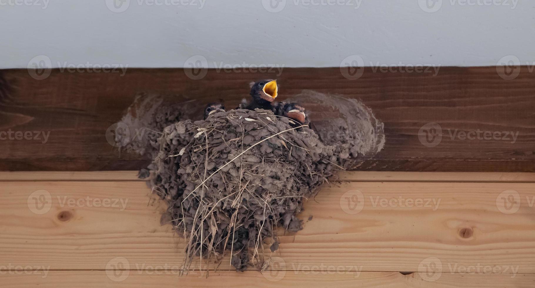 Three barn swallow chicks sit in a nest, one chick with an open yellow beak, hungry swallow chicks, birds next to a person, ecology photo