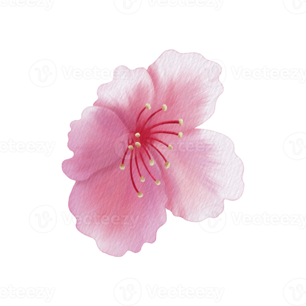 Pink petals Sakura and pollen. Raster png transparent illustration for decorate and any design.