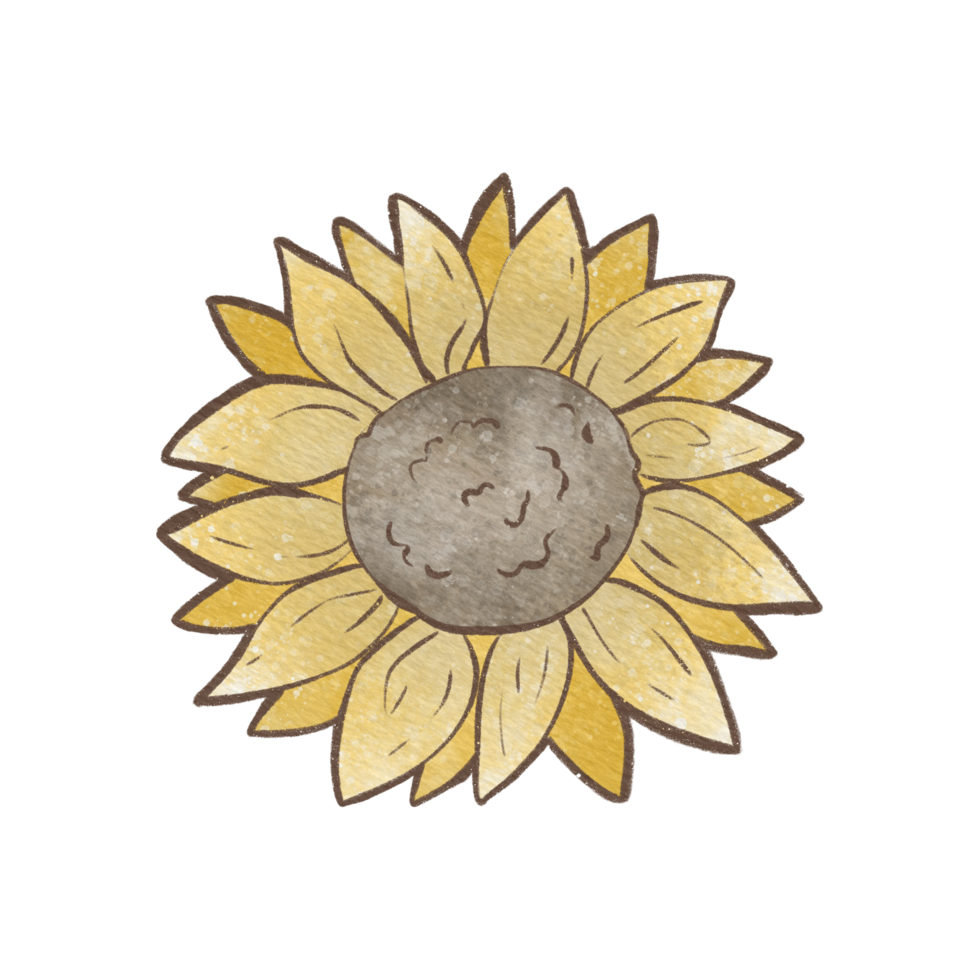 Brown line sunflower. Yellow petals and brown seeds. Raster png transparent illustration for decorate and any design.