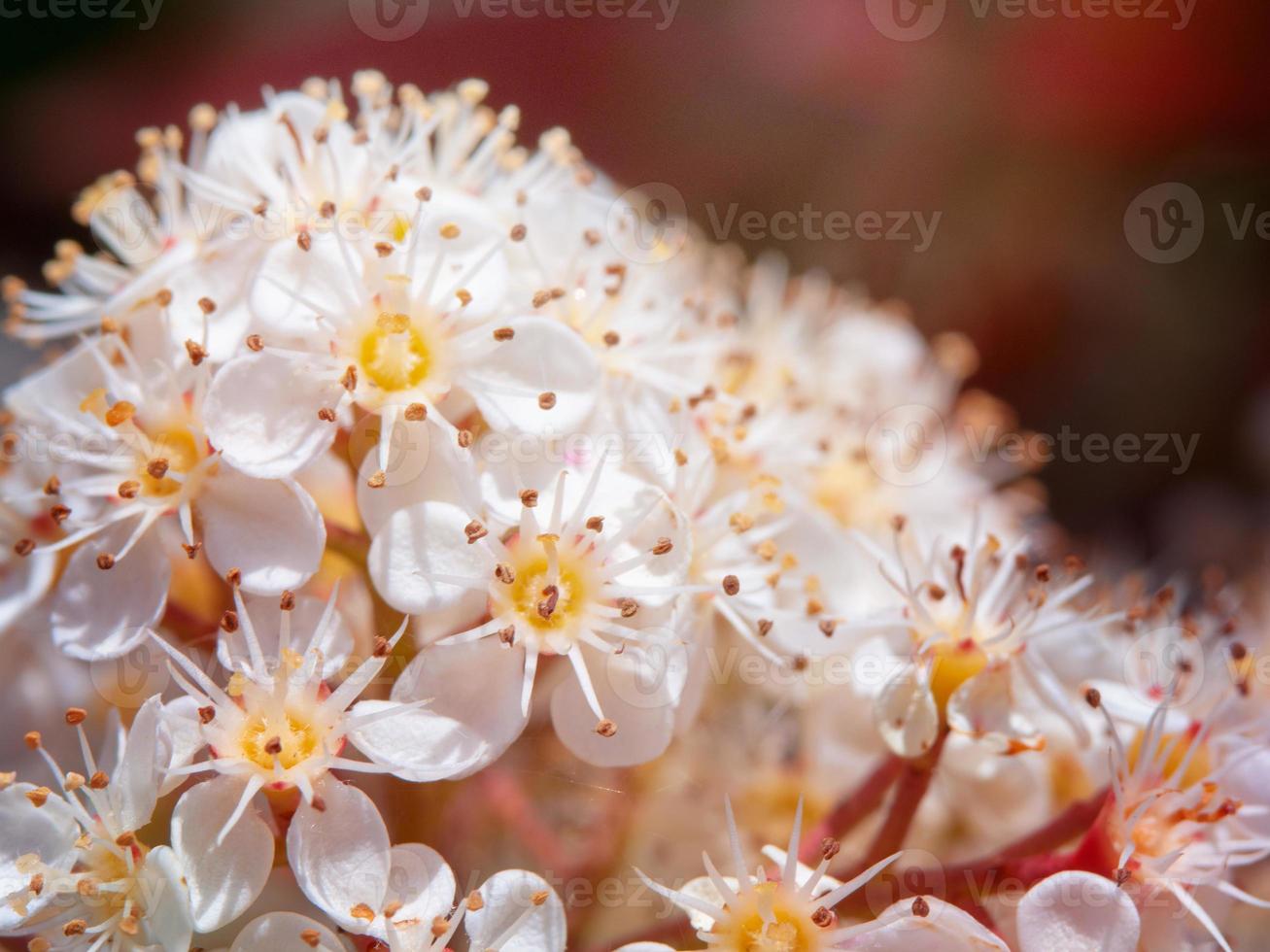 macro foto de primer plano de photinia glabra diminutas flores blancas