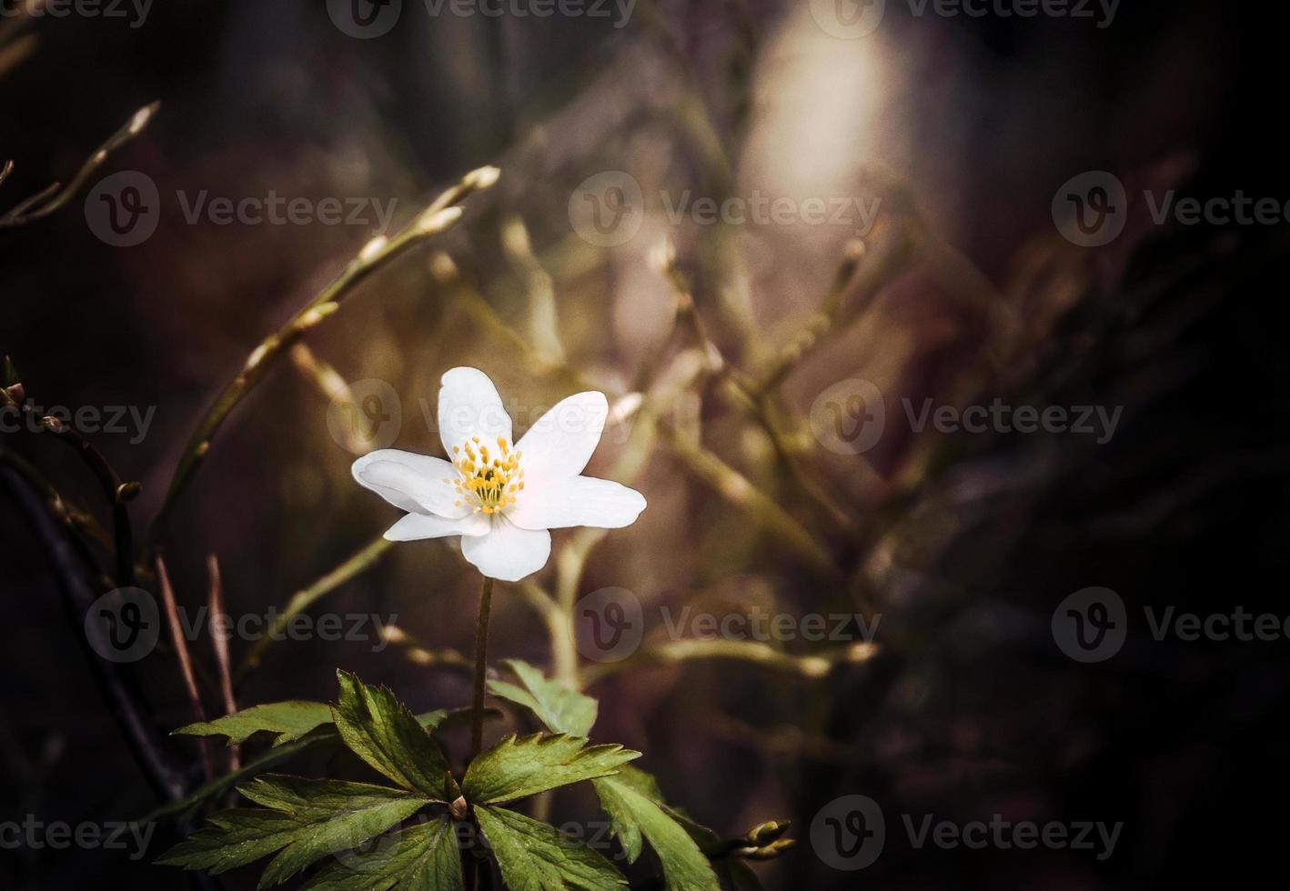 a beauteful close up photo of one anemone nemorosa flower in a forest