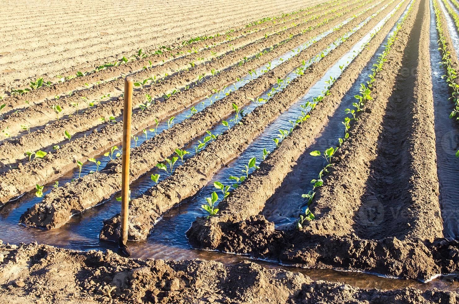 regar la plantación de plántulas de berenjena jóvenes a través de canales de riego. granja europea, agricultura. cuidar las plantas, cultivar alimentos. agricultura y agroindustria. agronomía. campo rural foto