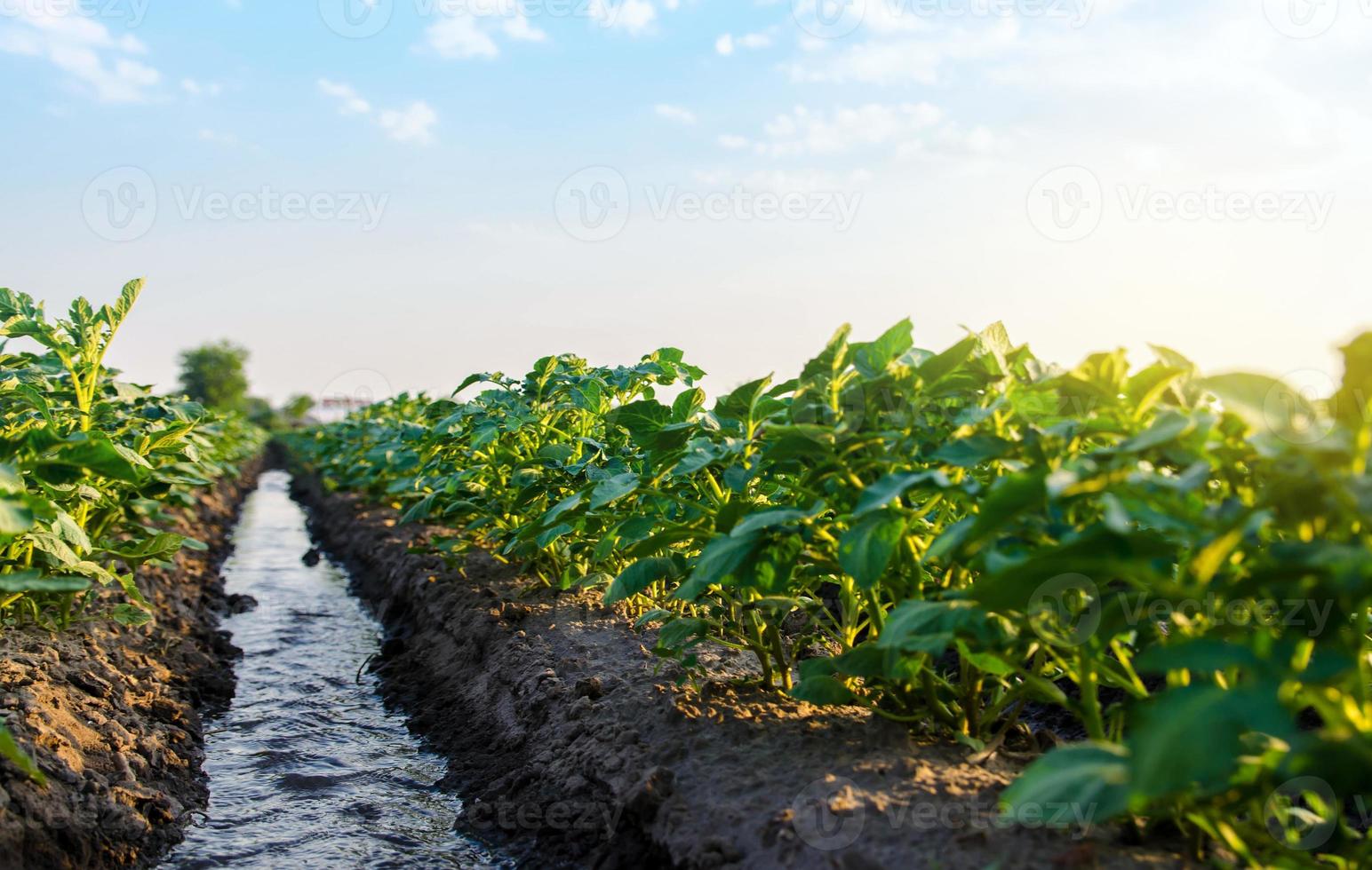 el agua fluye a través de la plantación de patatas. riego y cuidado del cultivo. riego superficial de cultivos. agricultura europea. proporcionar recursos hídricos a las granjas y la agroindustria. agricultura. agronomía. foto