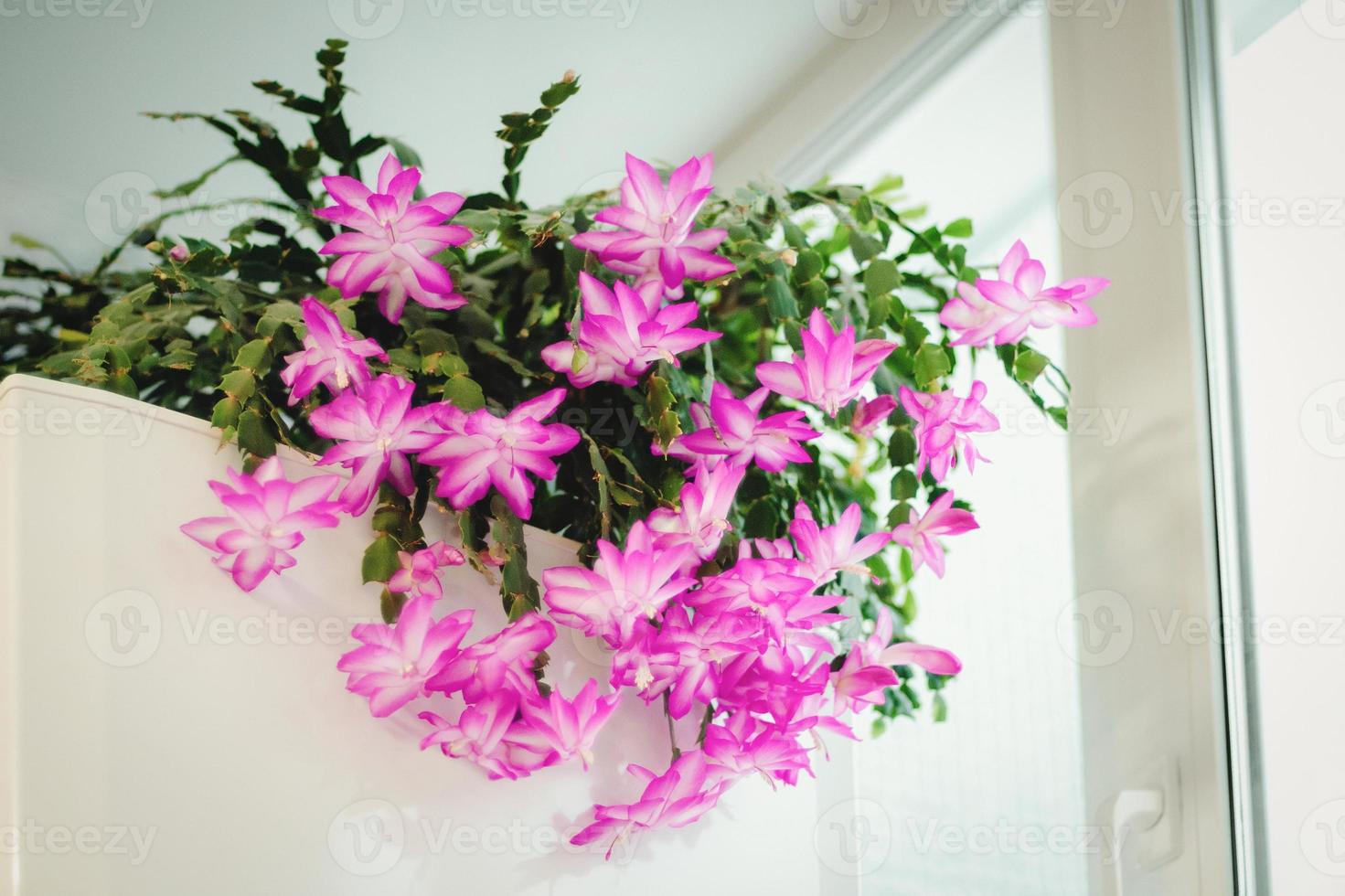 Holiday cactus blooming in winter season, Schlumbergera flowering houseplant photo