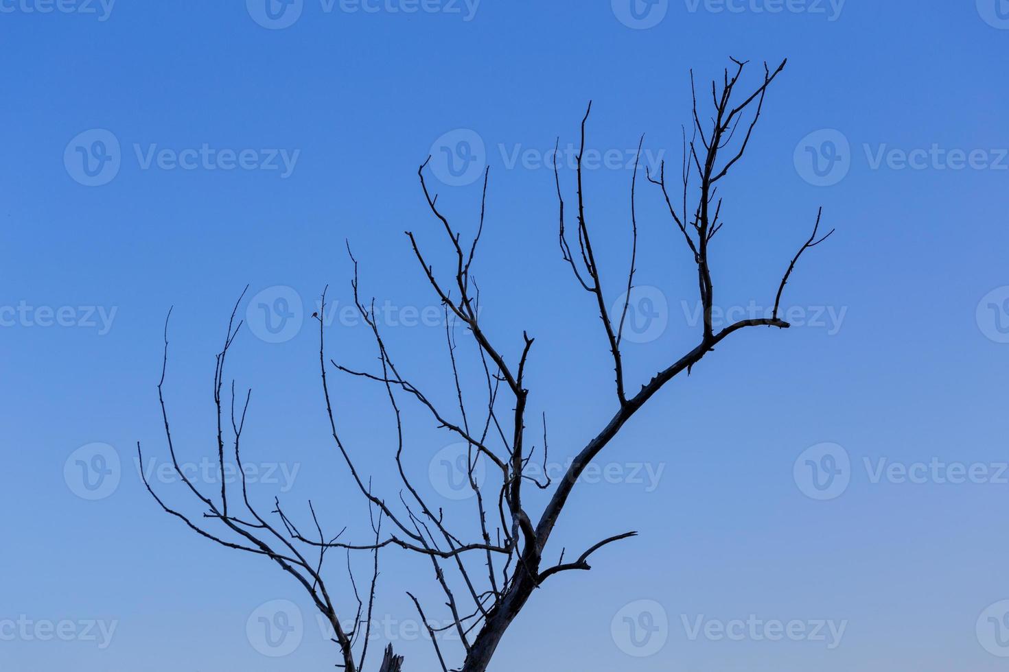 dry dead branch on gradient blue sky background minimalistic comlosition photo