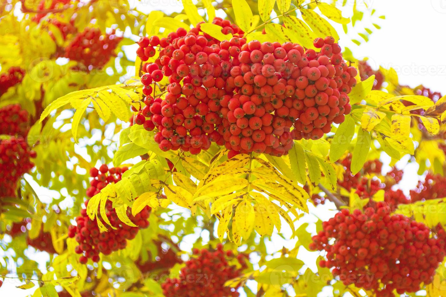 Rowan berries, Sorbus aucuparia, tree mountain ash. photo