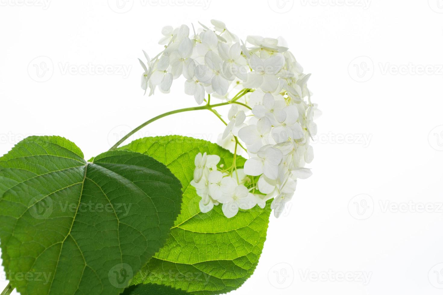 Colorful autumn flowers of hydrangea photo