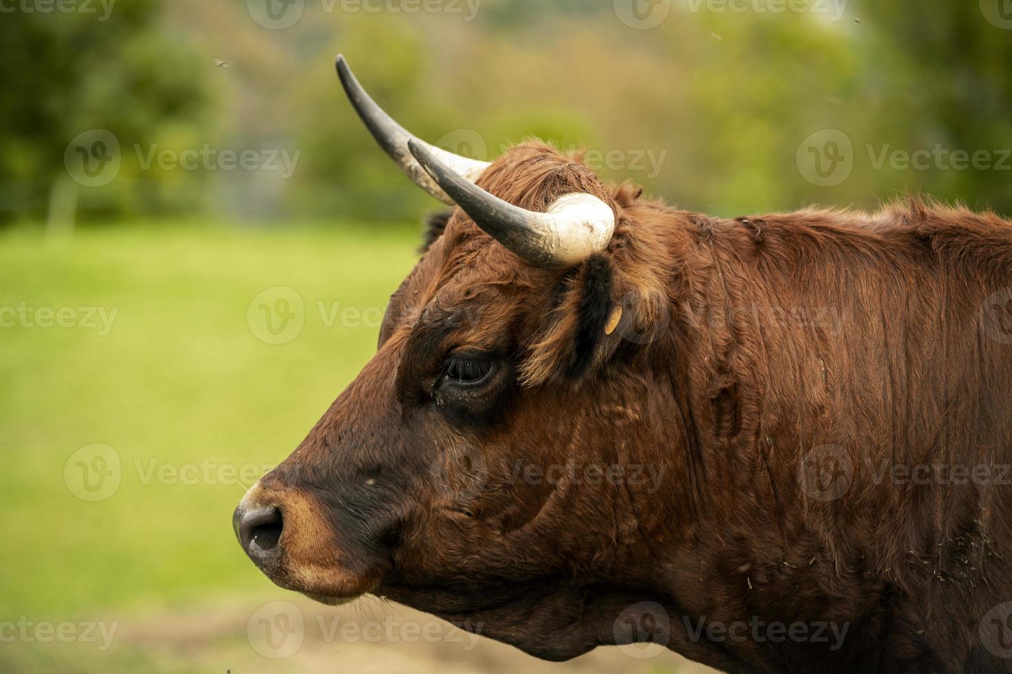 Portrait of a young brown bull against the background of a green meadow photo