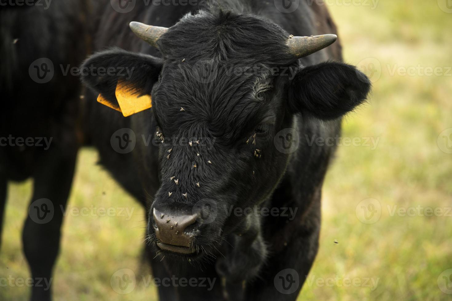 Portrait of a young black bull against the background of a green meadow photo