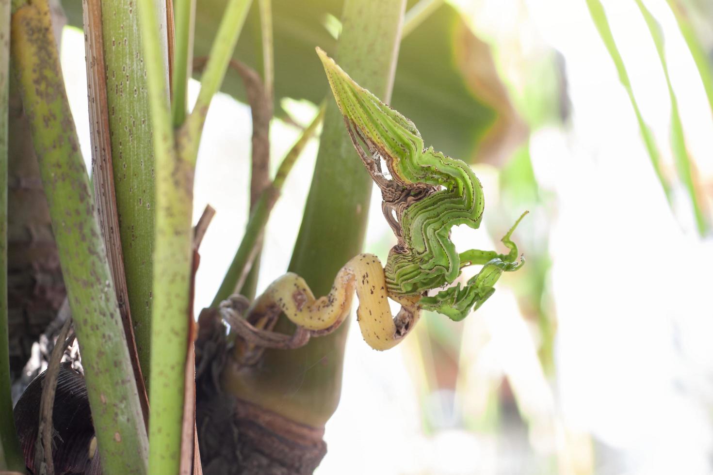 The young twig of the tree that grew out deformed leaves was shaped like a serpent. Beliefs and superstition in Thailand. photo