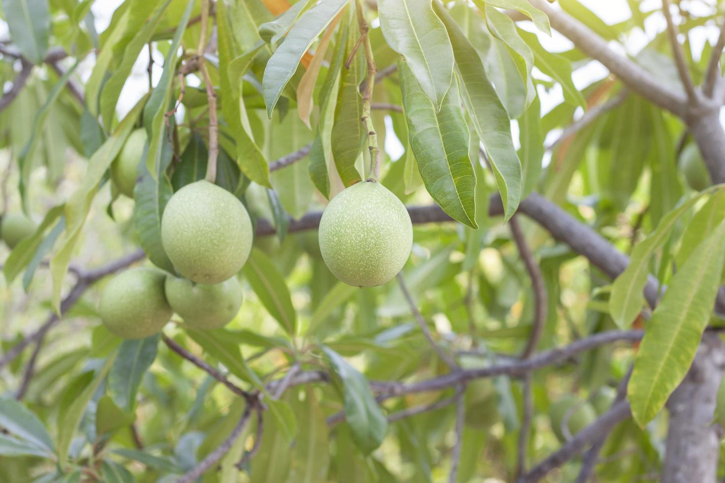 fruto de madera de leche gris, pong-pong, árbol suicida, pong-pong amarillo o cerbera odollam gaerth en el árbol es una hierba tailandesa con propiedades que se usa para laxante, flor para tratar las hemorroides. foto