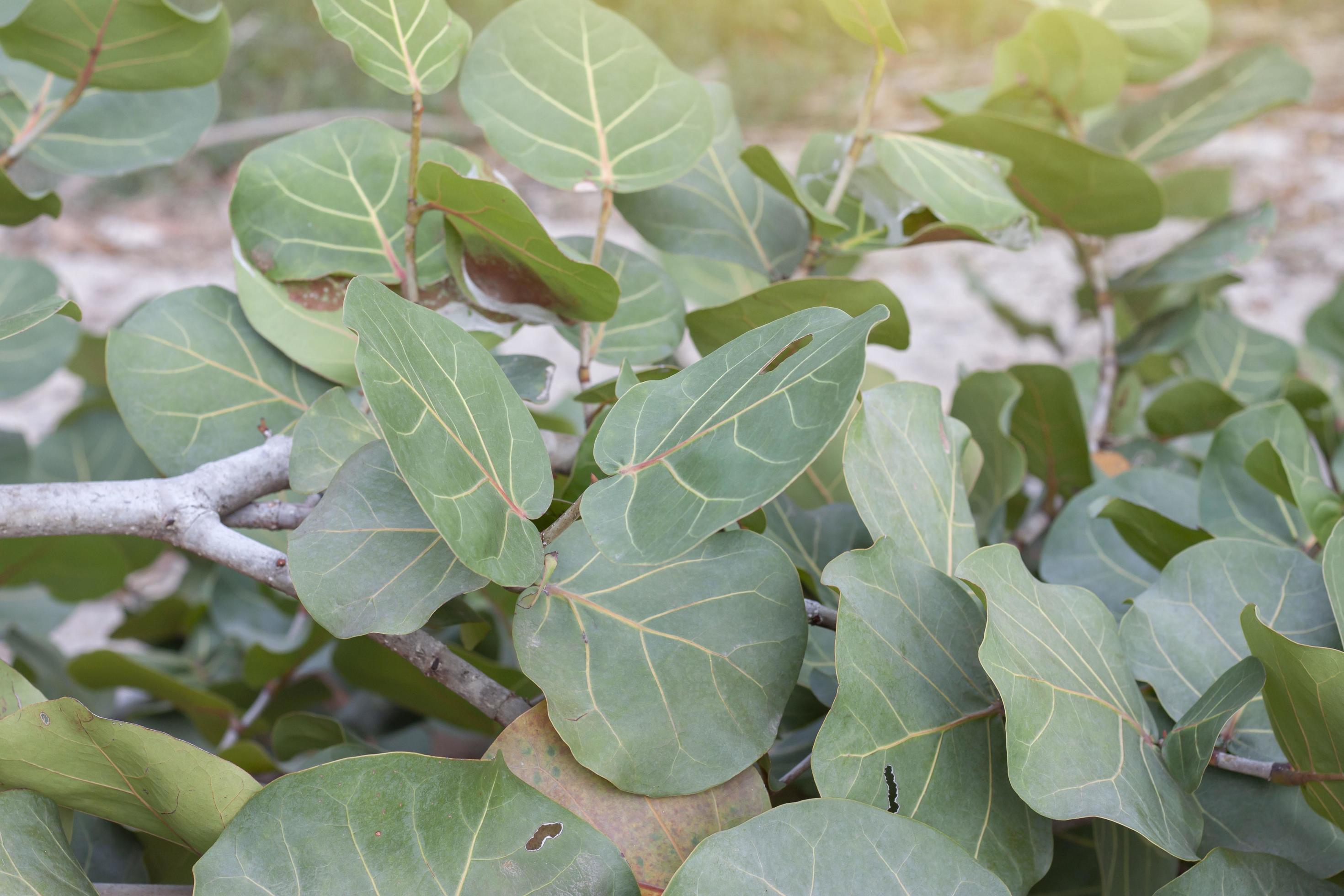 Green leaf of Seagrape, Seaside grape or coccoloba uvifera for