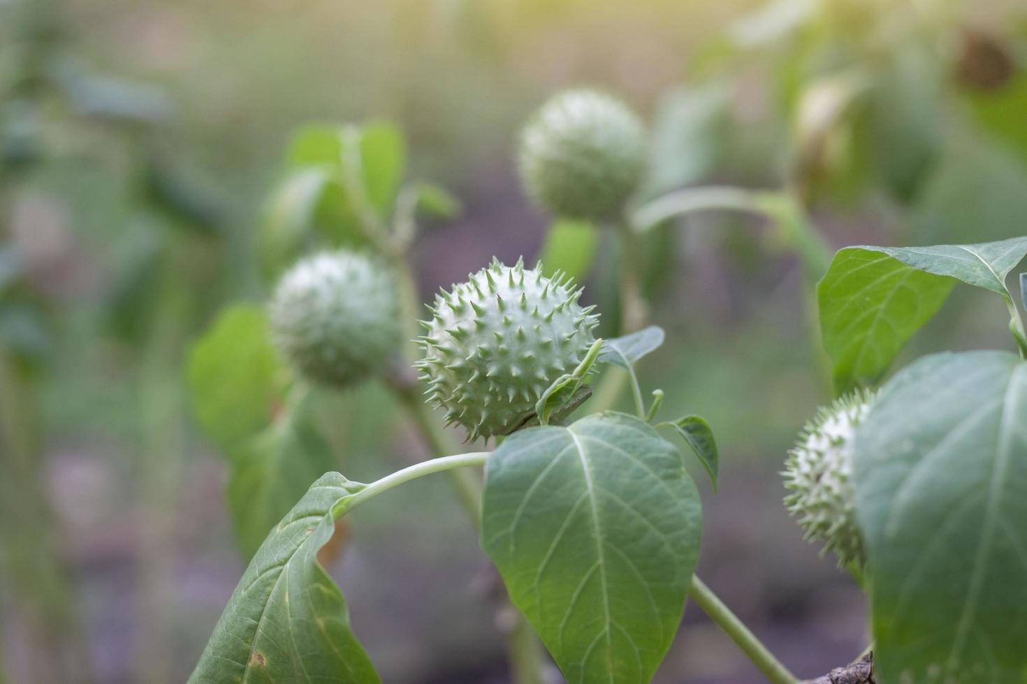 manzana de perú, manzana de espina verde o datura hindú es una hierba tailandesa, la raíz y las hojas tienen fiebre, reducen el dolor y la hinchazón, son antiinflamatorias. foto