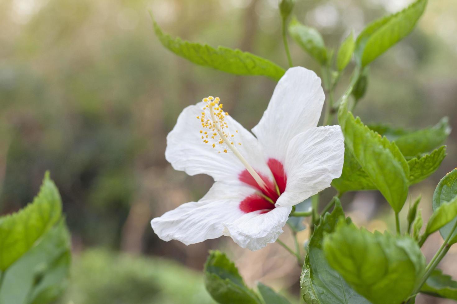 White hibiscus flower, chinese rose or chaba flower bloom on blur nature background. photo
