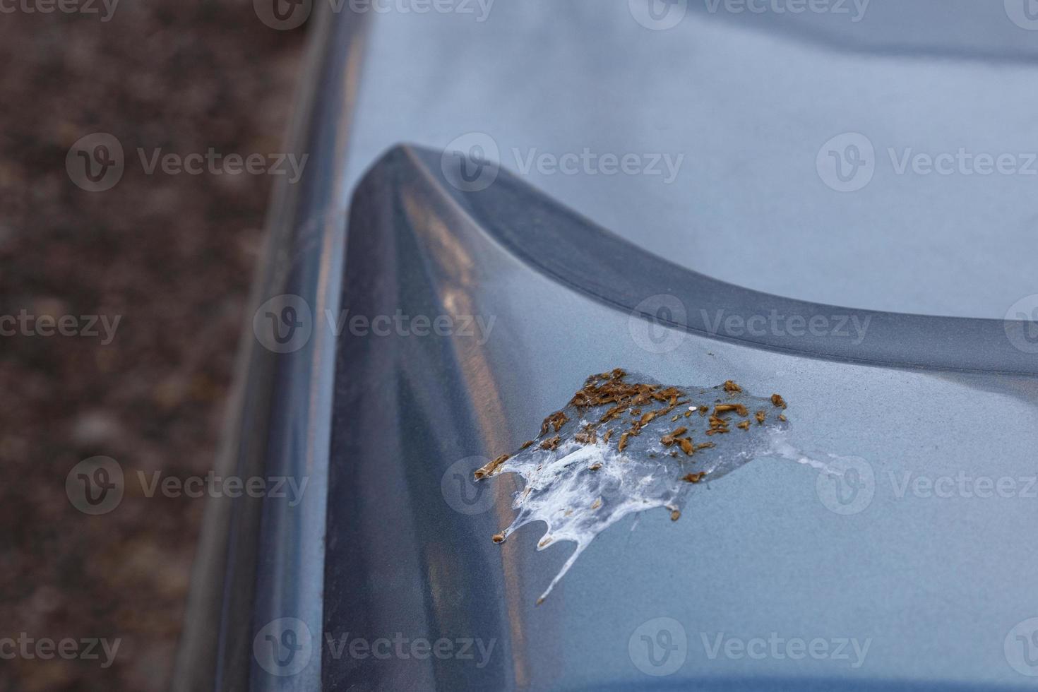 bird shin on car surface - close-up with selective focus photo