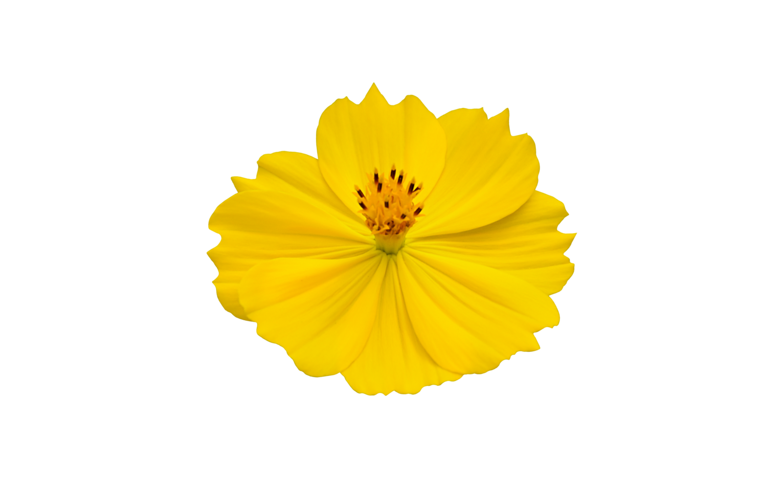 fleur de cosmos jaune isolée avec des chemins de détourage. png