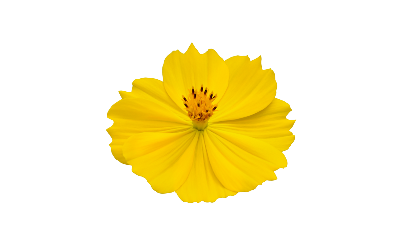 Isolated yellow cosmos flower with clipping paths. png