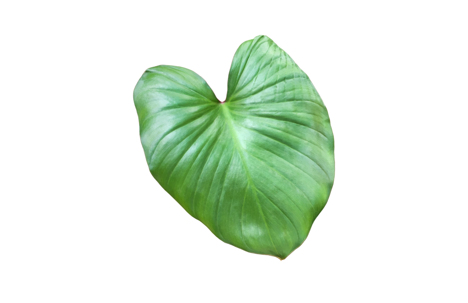 folha de orelha de elefante isolada ou folha de magia negra com