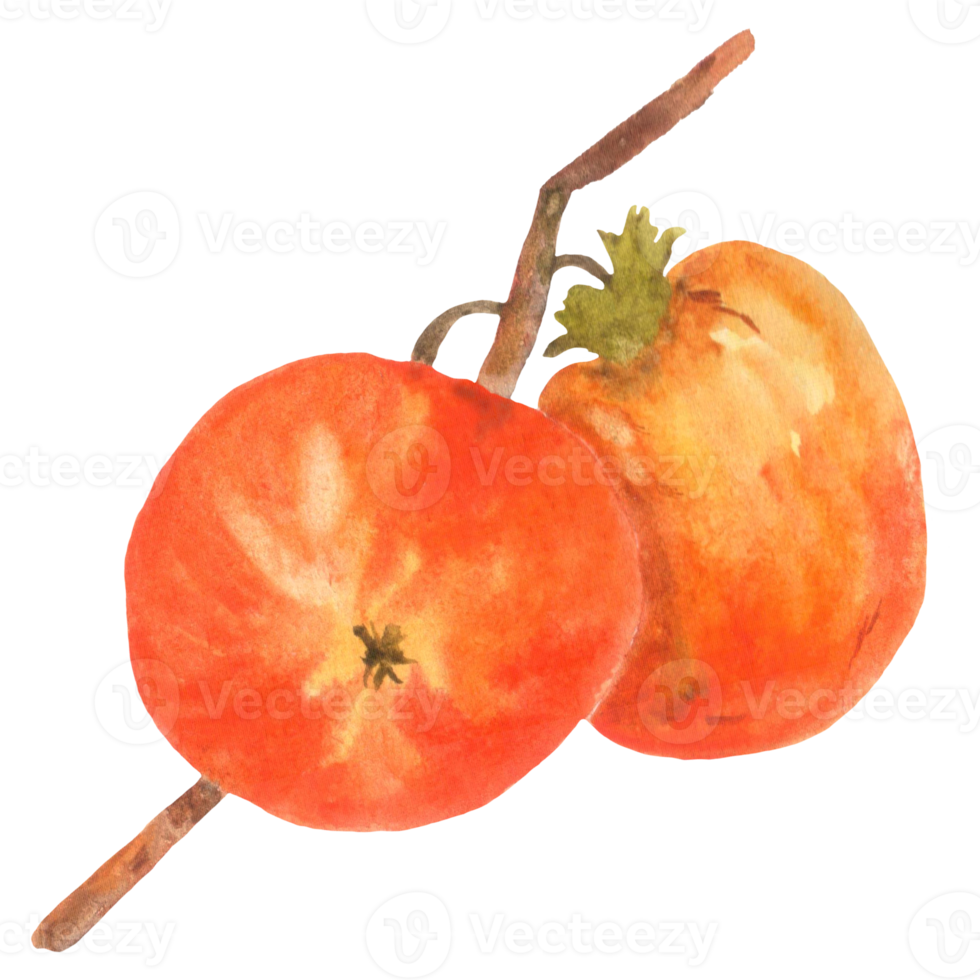 acquerello cachi, cachi frutta png