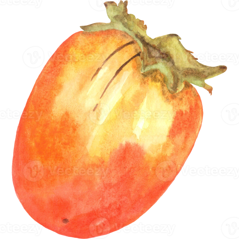 Watercolor persimmon, kaki fruit png