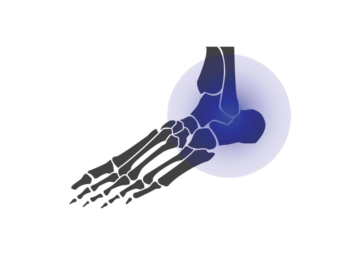 foot bones  black and white human skeleton bone foot vector