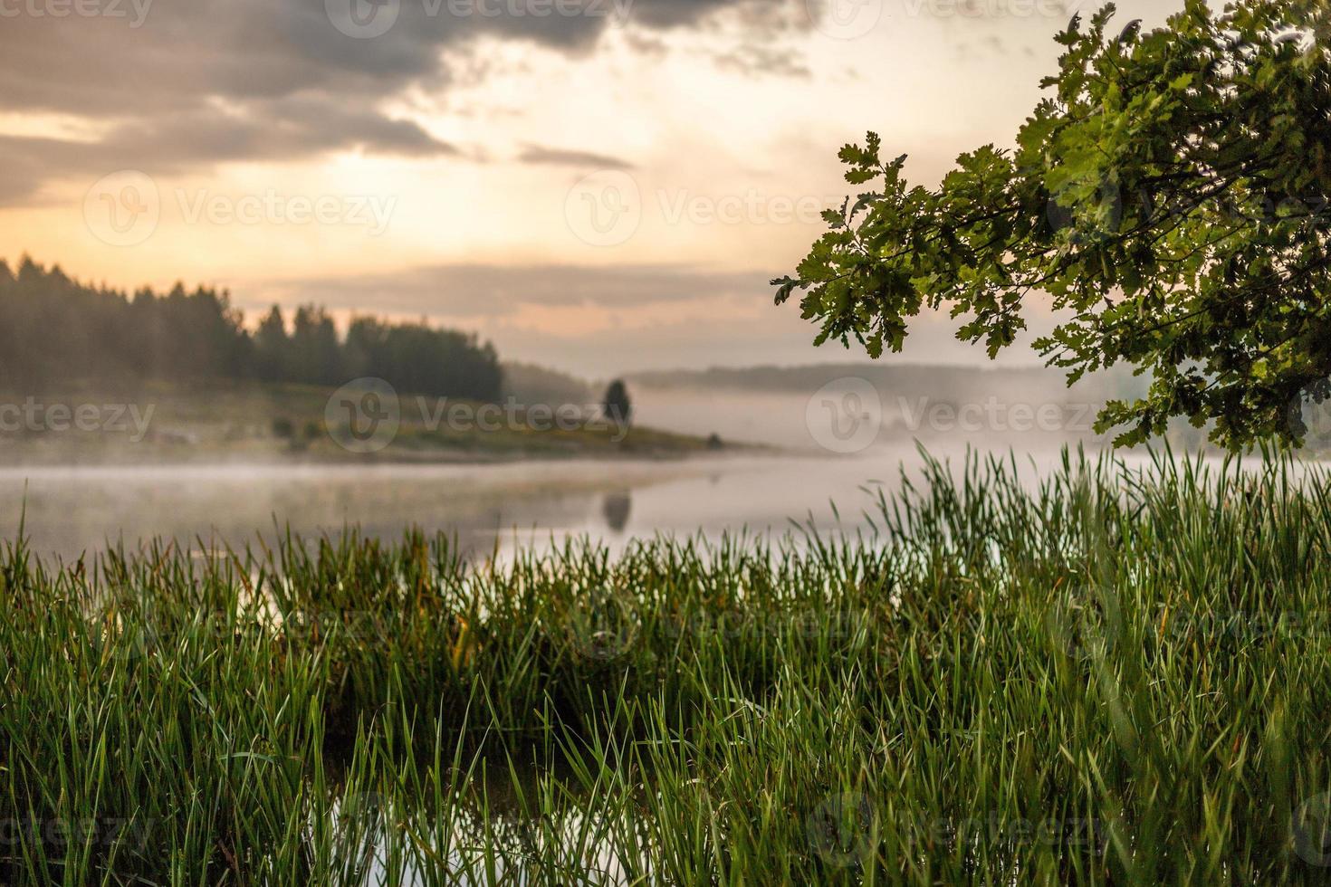 morning foggy riverside view with oak tree, reedmace and selective focus with shallow depth of field in muted color photo