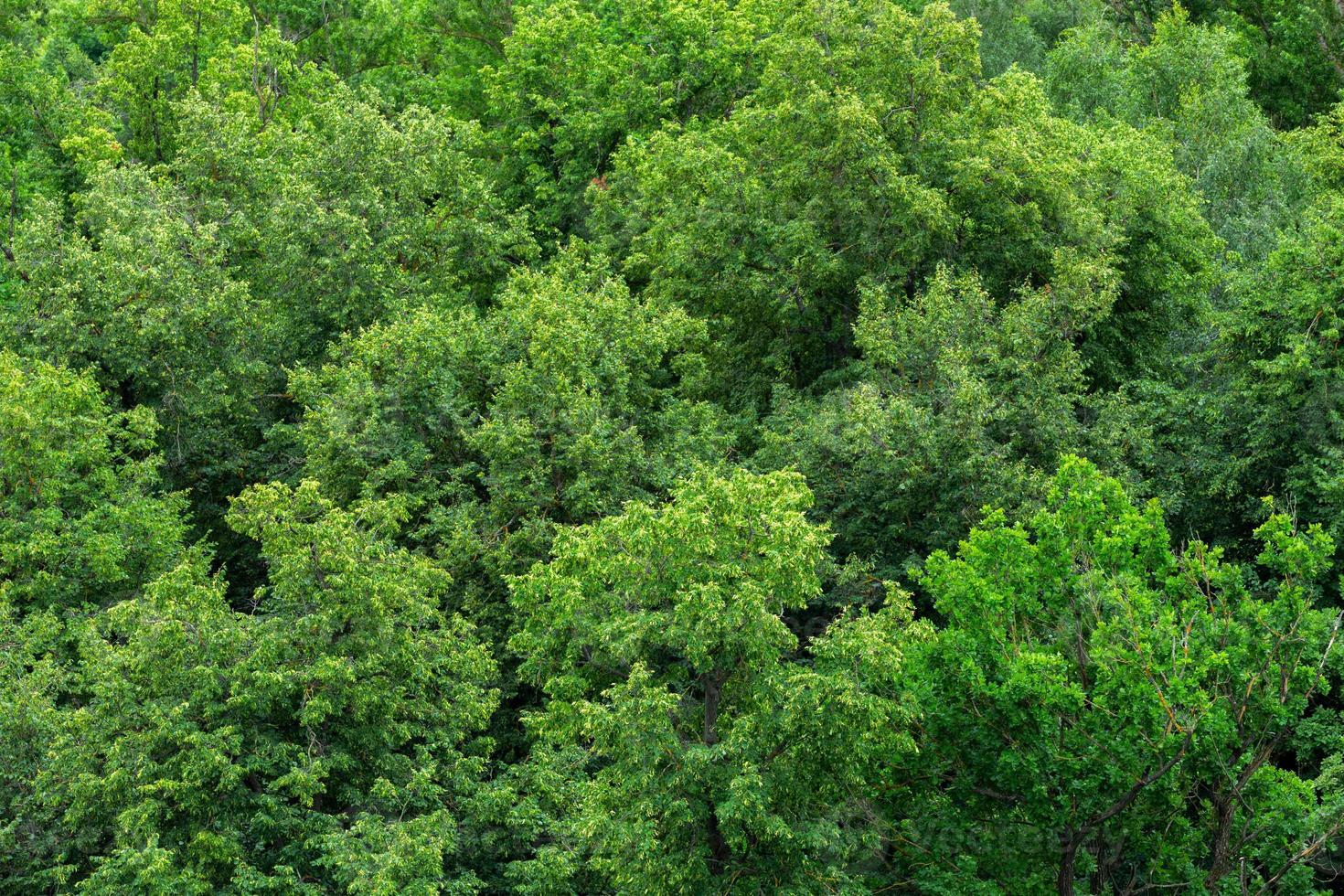 top of summer green linden forest solid foliage pattern background photo