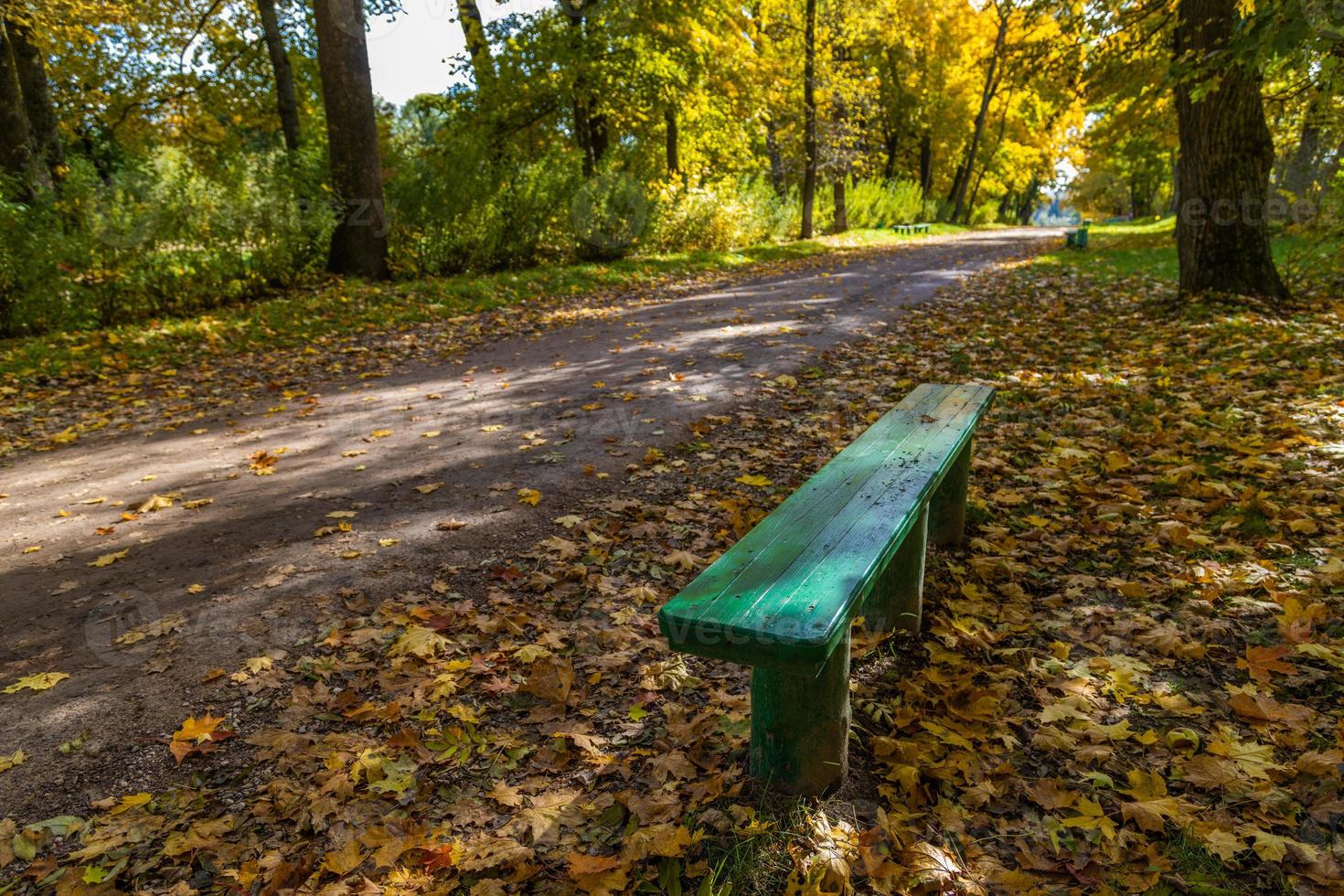 empty green wooden bench in autumnal park with yellow maple tress and fallen leaves photo