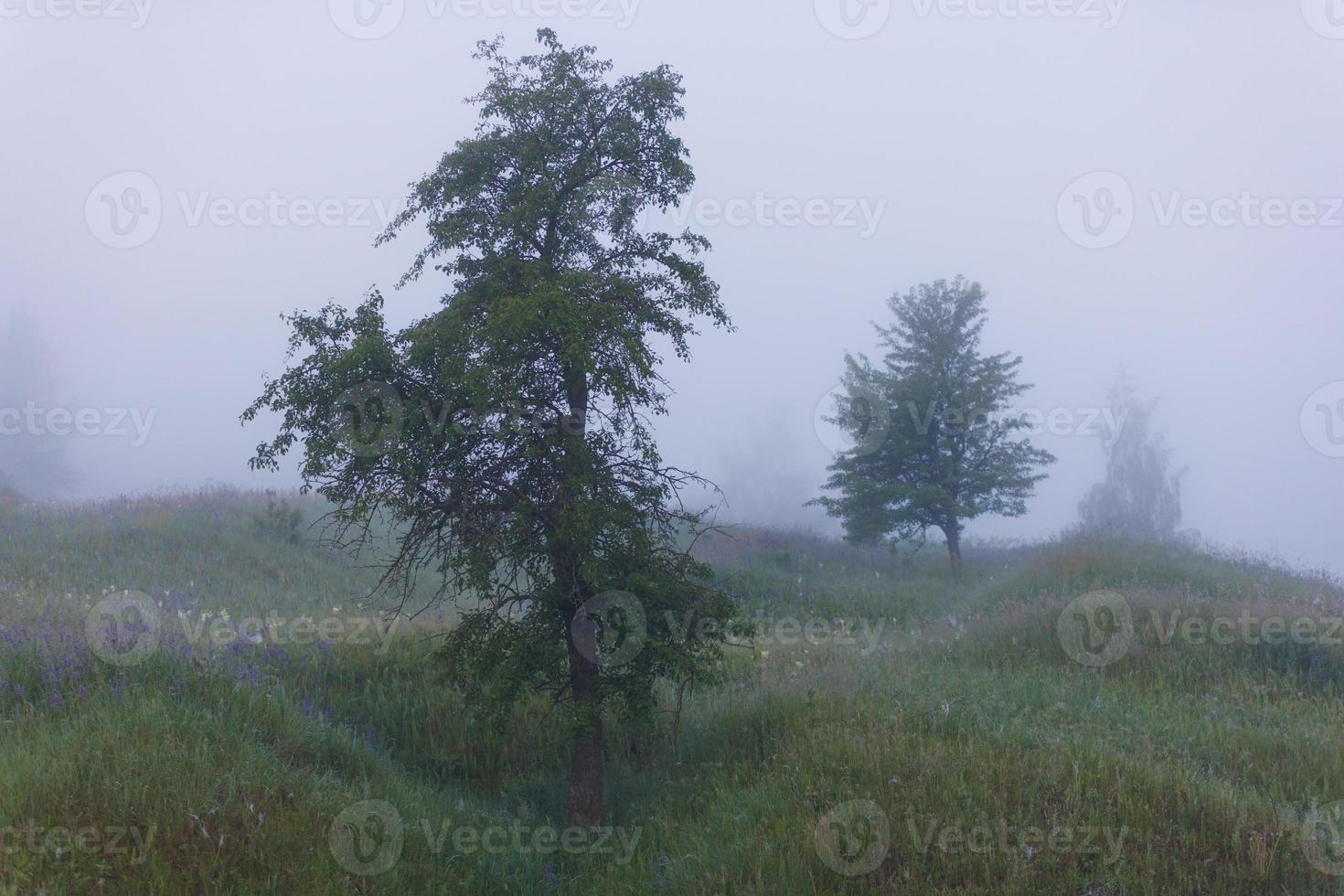 Dence niebla matutina de verano en el prado verde salvaje con tres árboles separados foto