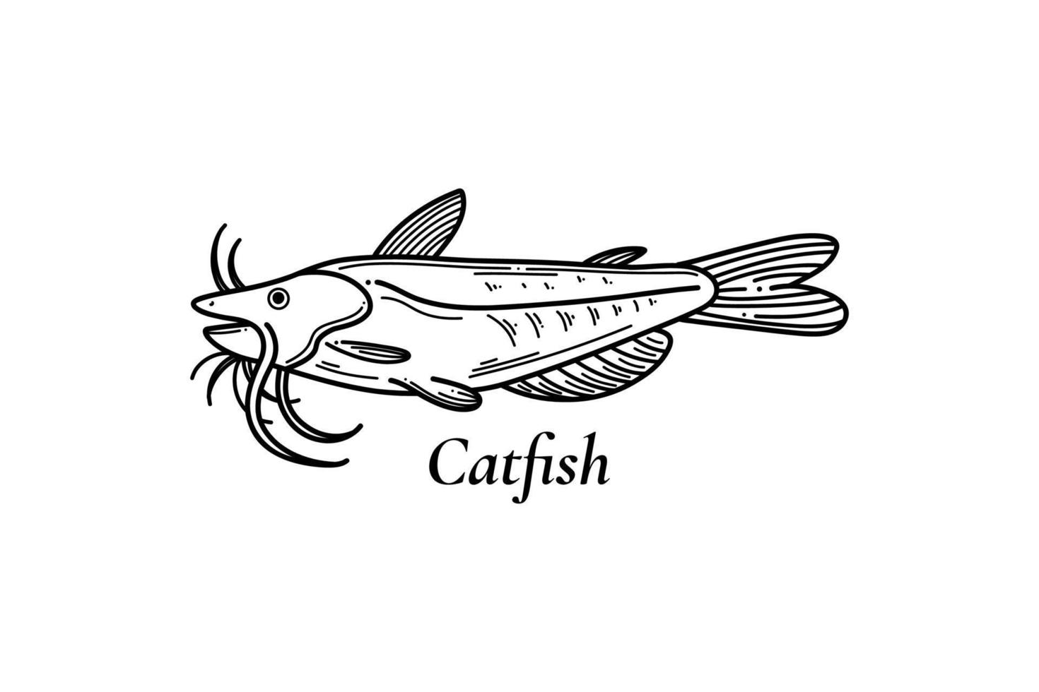 Catfish or sheatfish isolated vector illustration. Vintage vector engraving vector monochrome black fish illustration in a graphic ink style