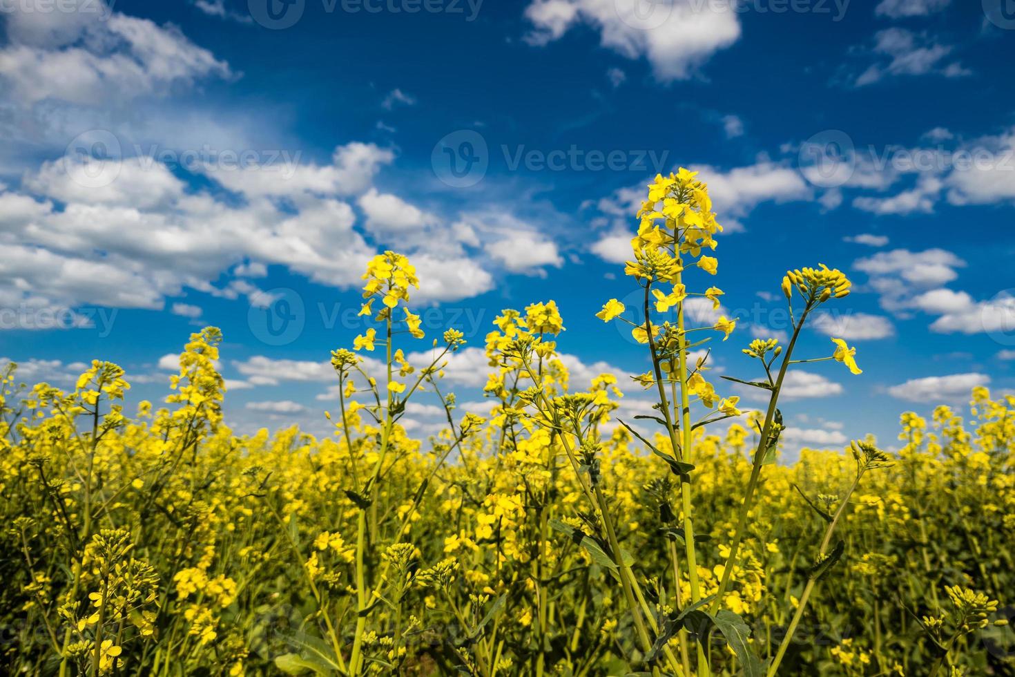 Blooming canola field and blu sky with white clouds photo