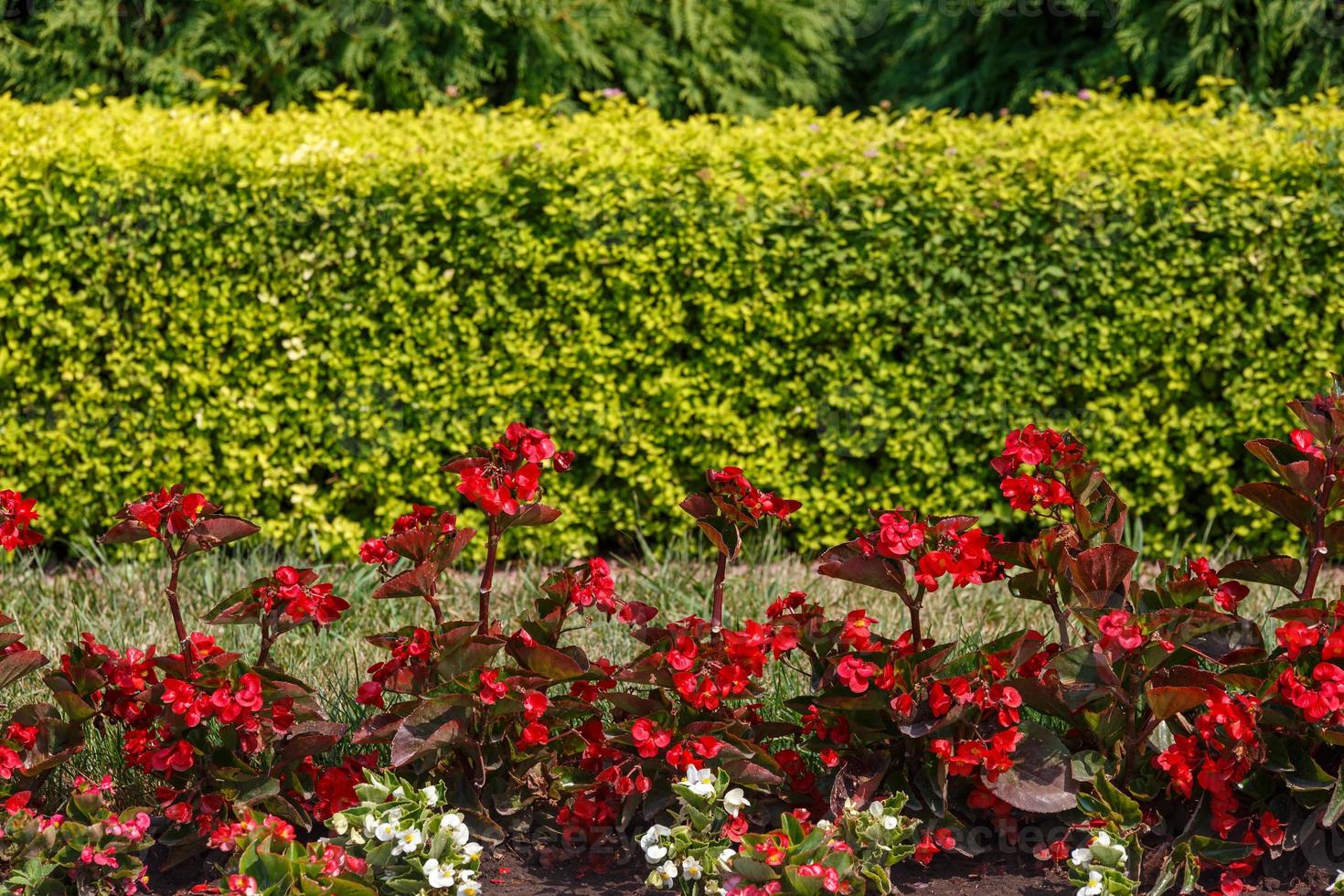 red and white begonia line in garden open flower bed with green hedge background photo