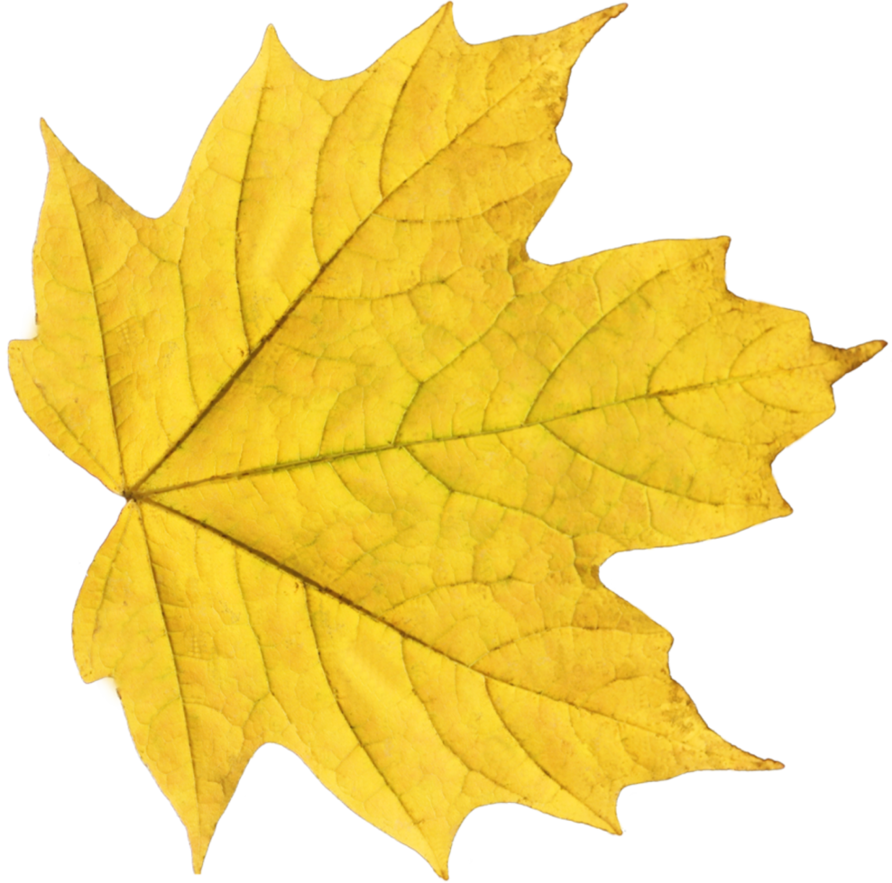 autumn leaves cutout png