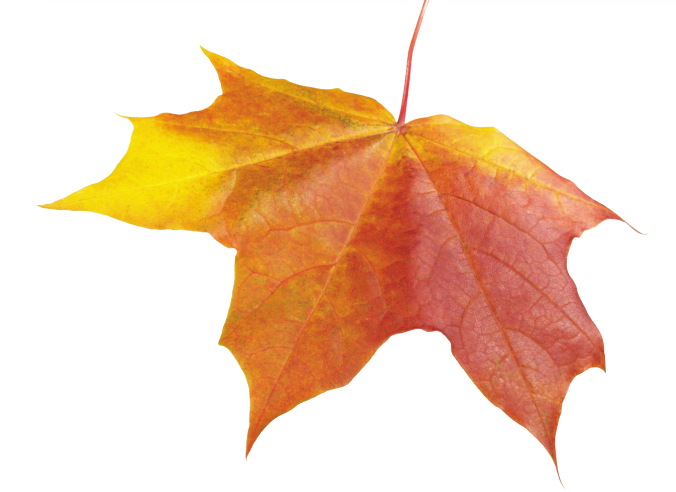 autumn leaves cutout png