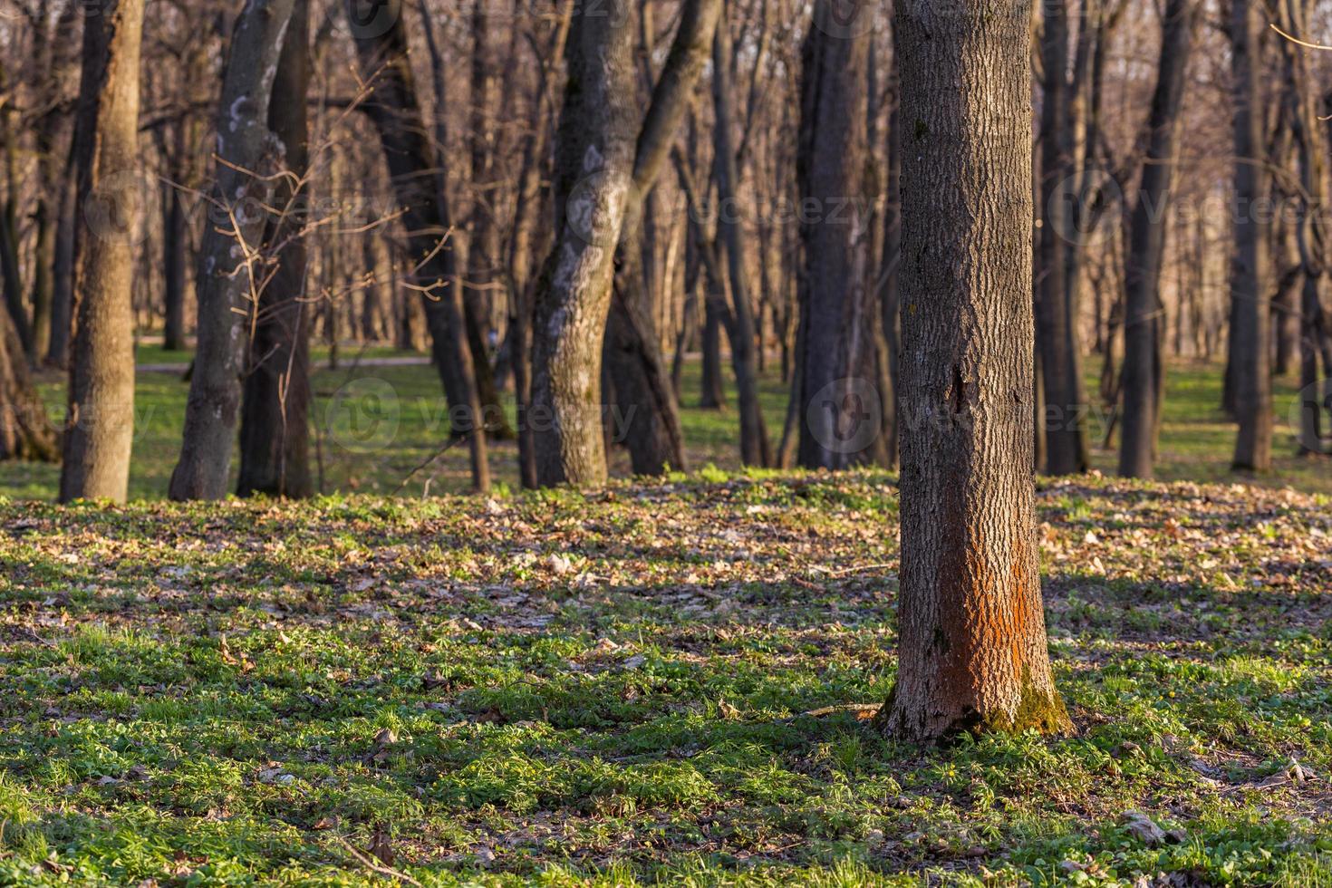 empty spring forest background photo