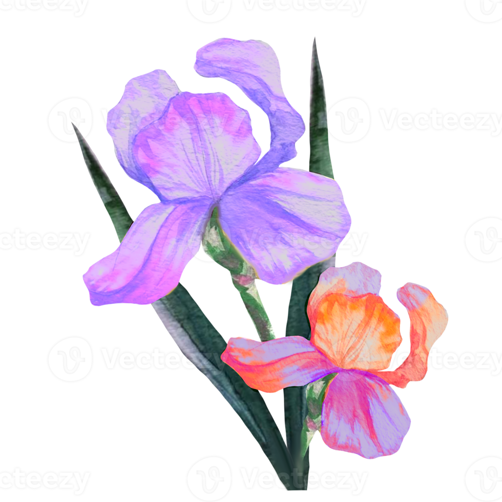 bouquet of irises watercolor png