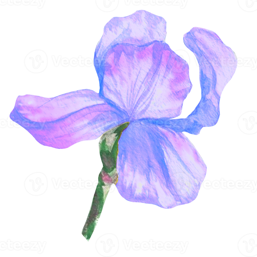 purple iris flower watercolor png