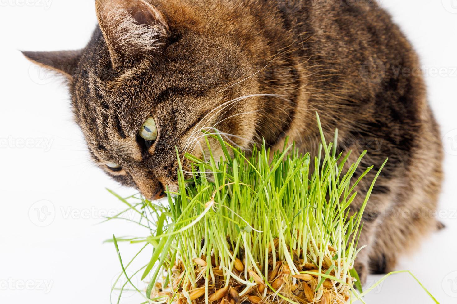 gato atigrado doméstico gris comiendo brotes de avena verde de cerca sobre fondo blanco foto