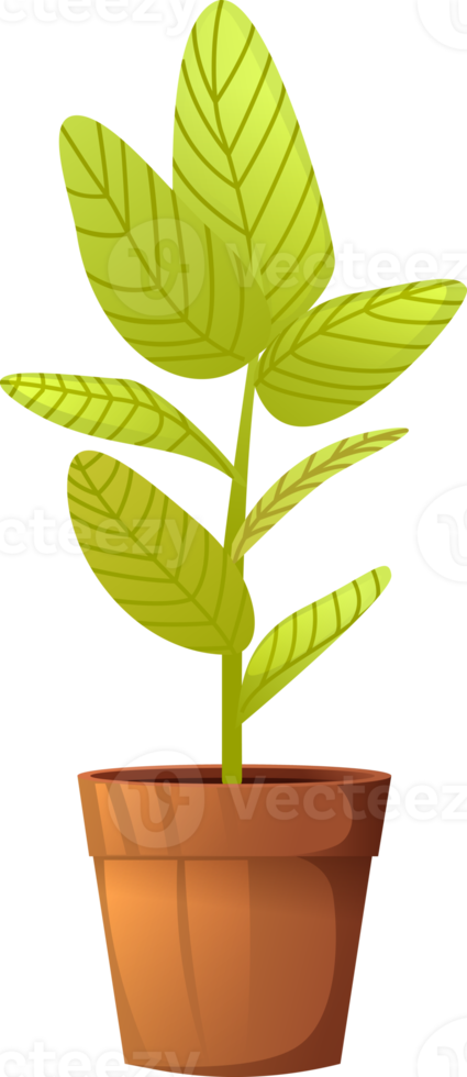 plant in the pot png