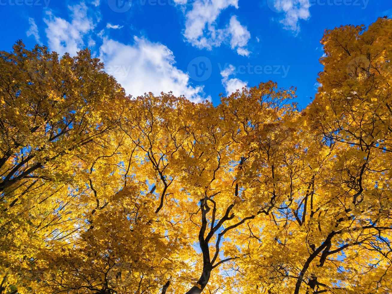 autumn vivid yellow maple tree on blue sky background - full frame upward view from below photo