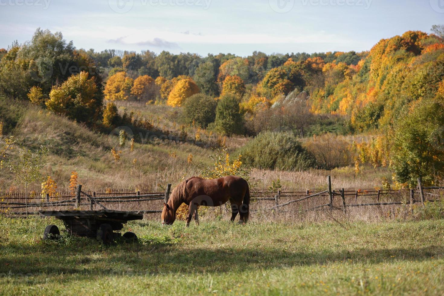 brown horse grazes next to an old wooden cart against the background of an autumn forest and a ravine photo