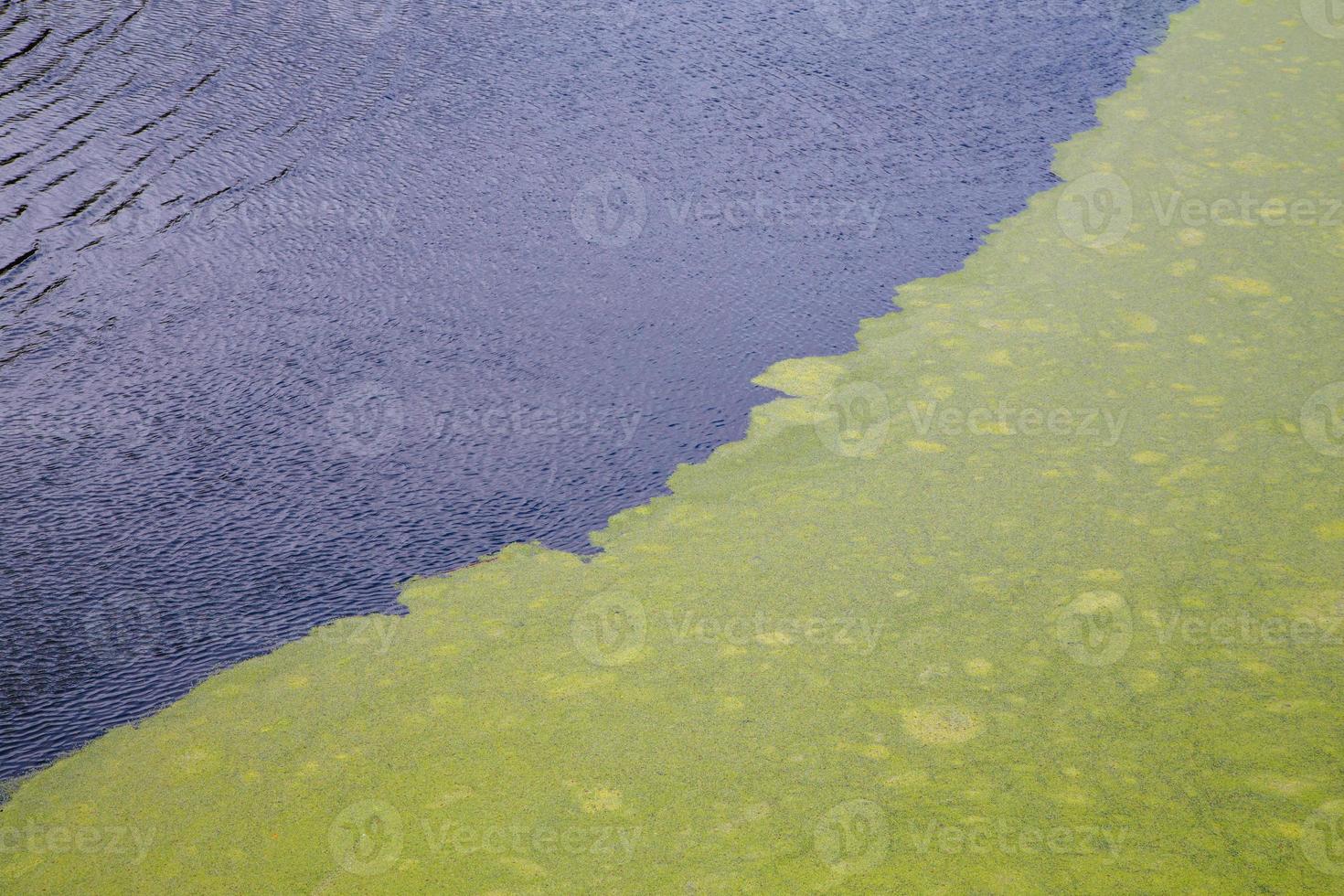 green algae floating on rippled water surface of the pond with pronounced diagonal edge photo