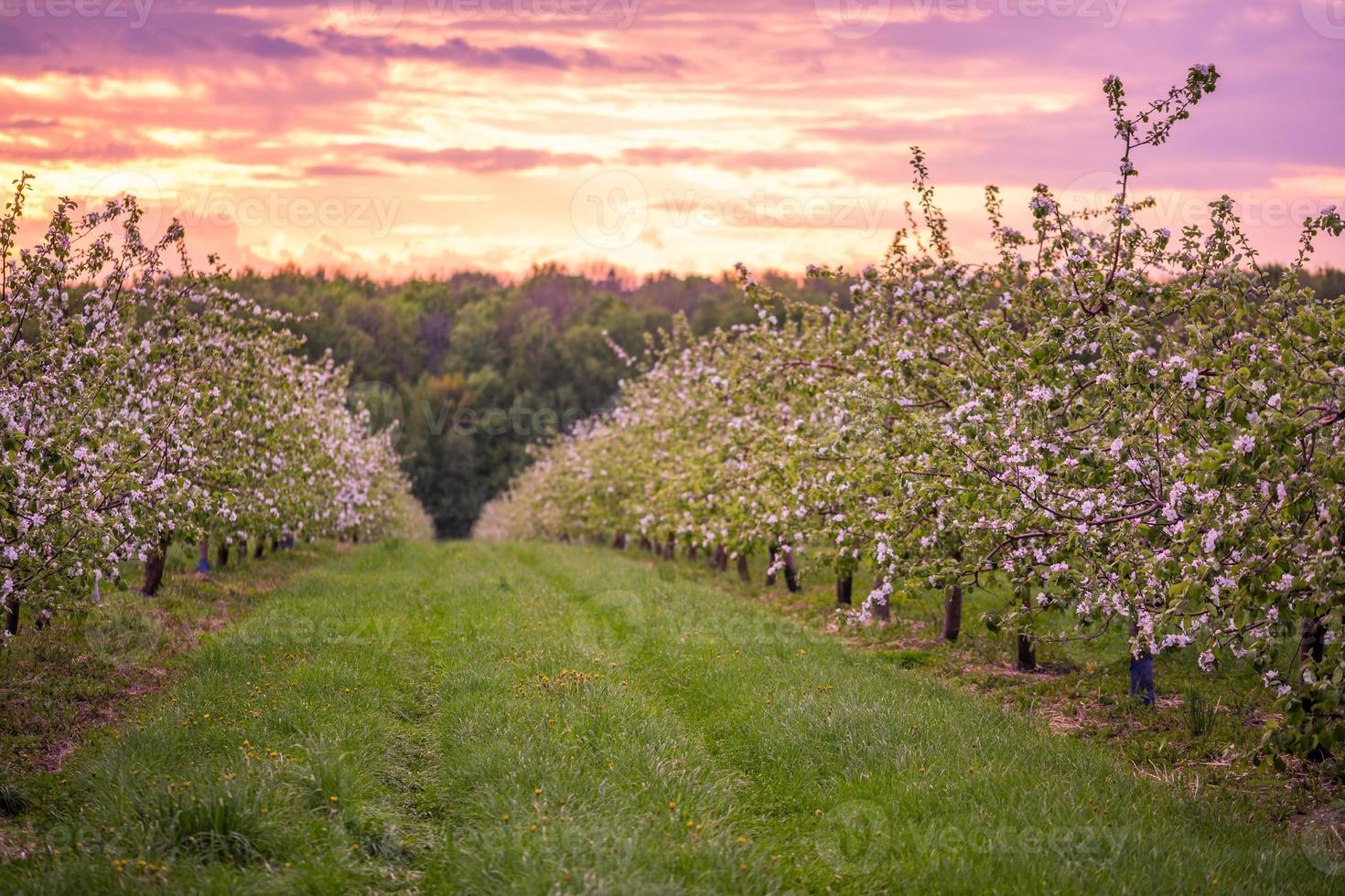 huerto de manzanas en flor de primavera en tiempo nublado foto