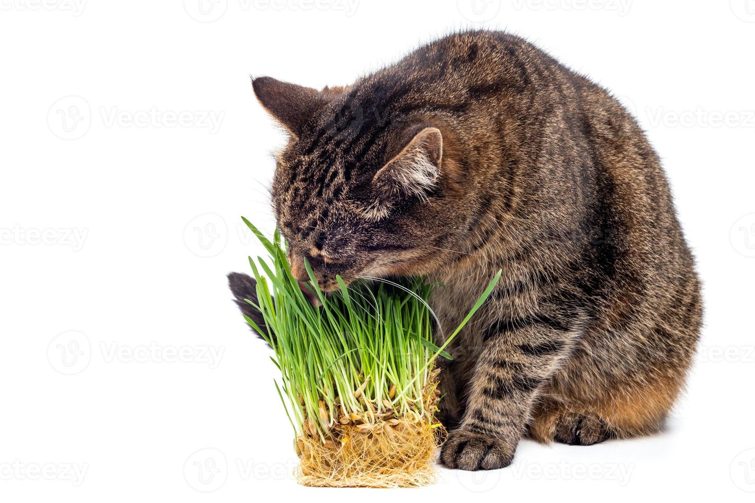 gato atigrado de rayas grises comiendo brotes de avena verde frescos aislados en fondo blanco con enfoque selectivo y desenfoque foto