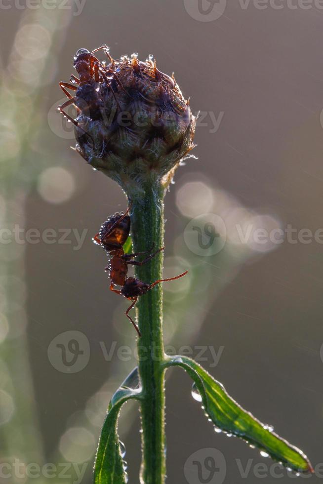 two red ants on green bud with dew drops at summer morning, macro photo